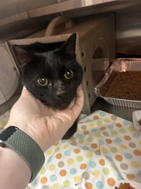 A young small-sized male Domestic Short Hair cat named Tattoo Charlie for adoption in Louisville, KY