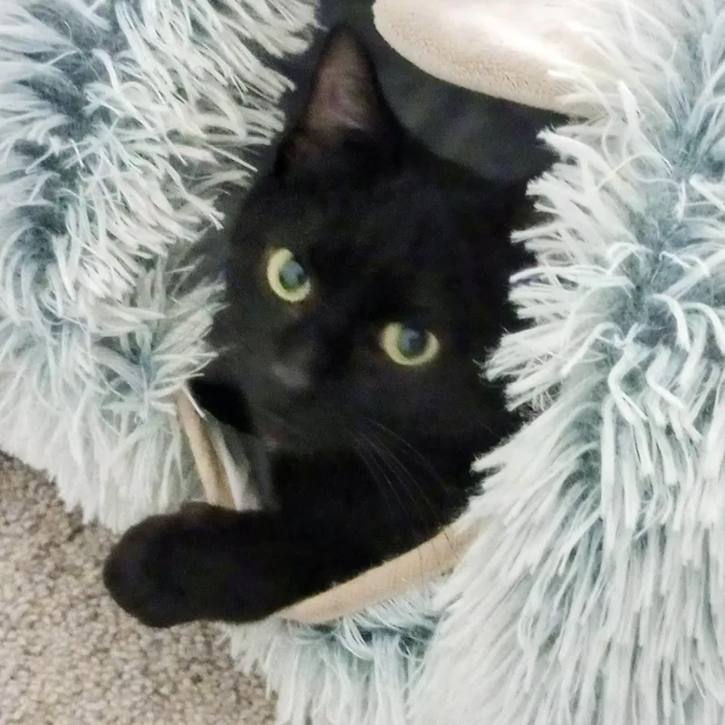 A young medium-sized female Black Domestic Short Hair cat named Aster for adoption in Roanoke, VA