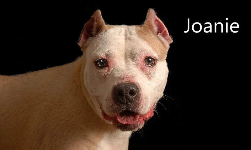 Joanie thumbnail 2