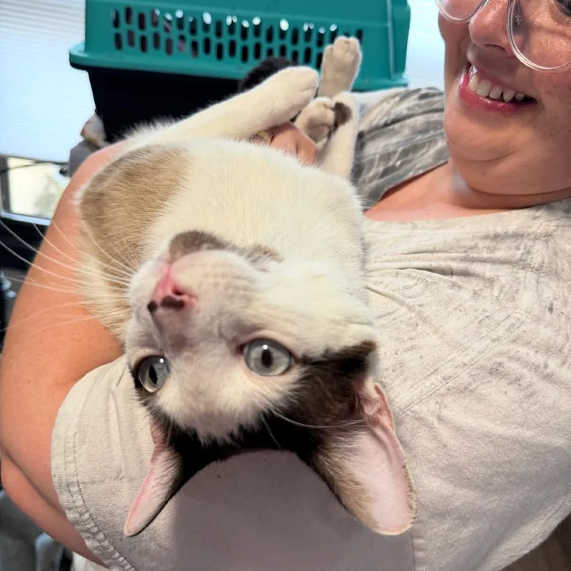 An adult large-sized male White Siamese cat named Samson for adoption in Hinsdale, IL