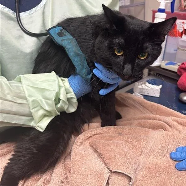 A young medium-sized male Domestic Medium Hair cat named Fang for adoption in Tempe, AZ