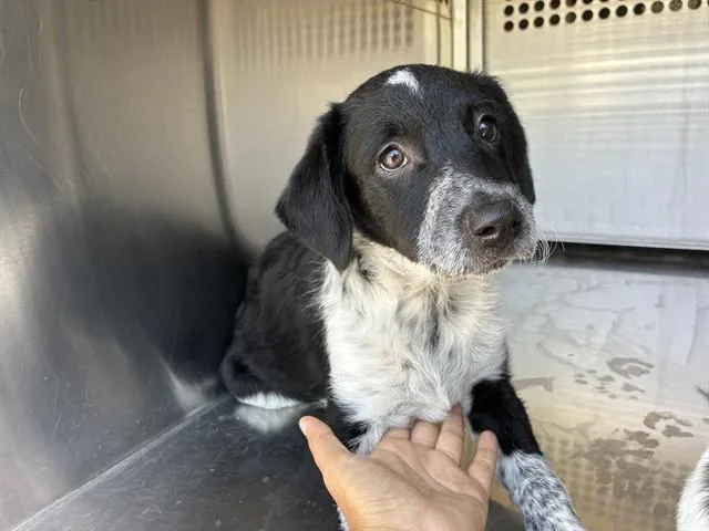A baby large-sized male Australian Cattle Dog / Blue Heeler dog named Garbanzo for adoption in Mesa, AZ