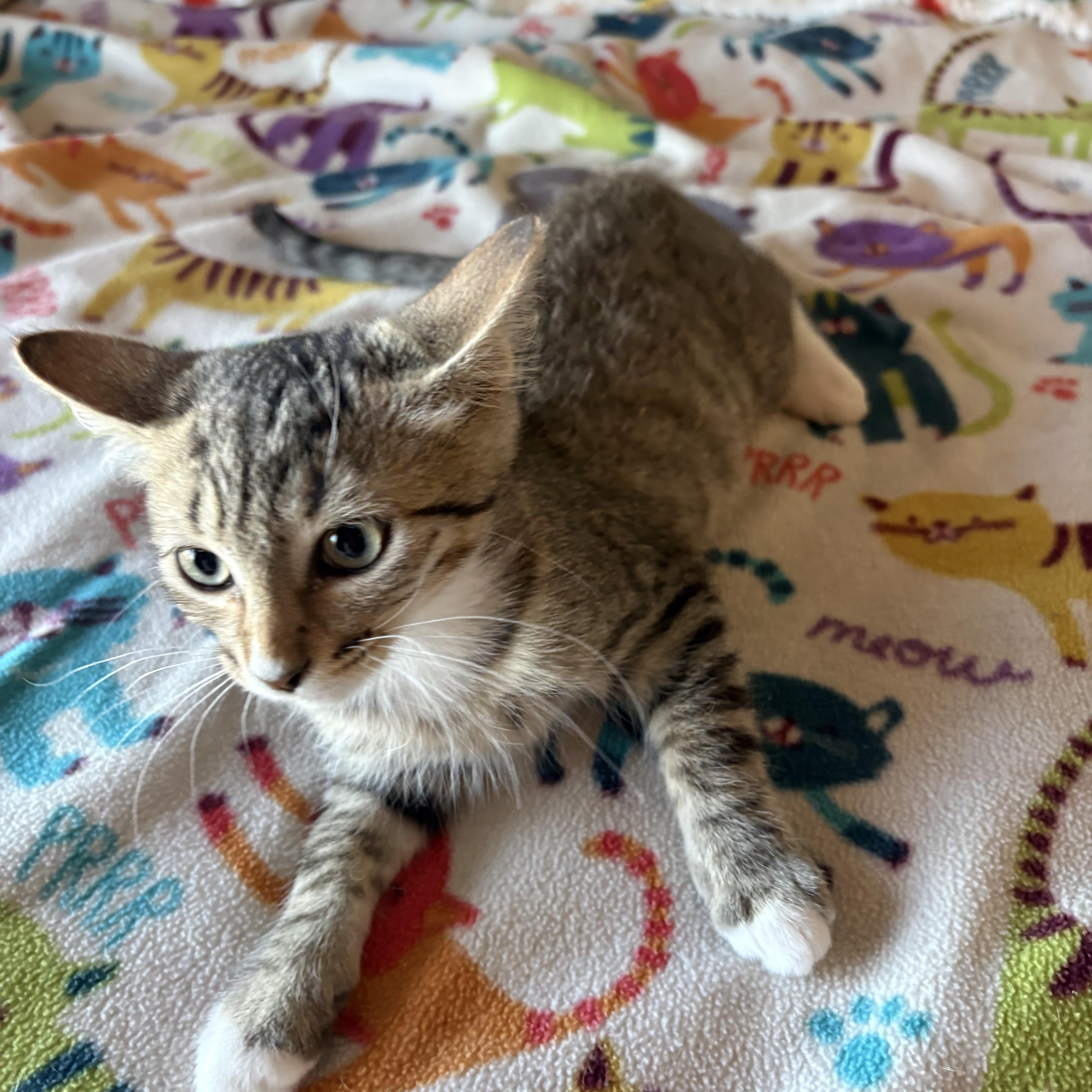 A baby medium-sized female Tabby (Brown / Chocolate) Domestic Short Hair cat named Dori for adoption in SCOTTSDALE, AZ