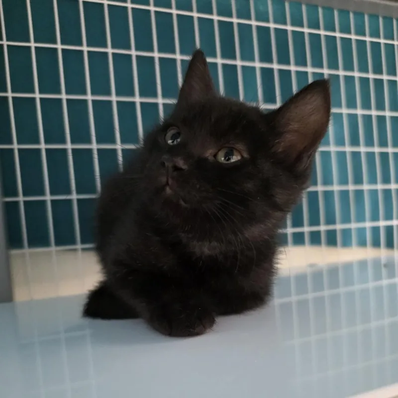 A baby small-sized female Black Domestic Short Hair cat named Smudge for adoption in Oshkosh, WI