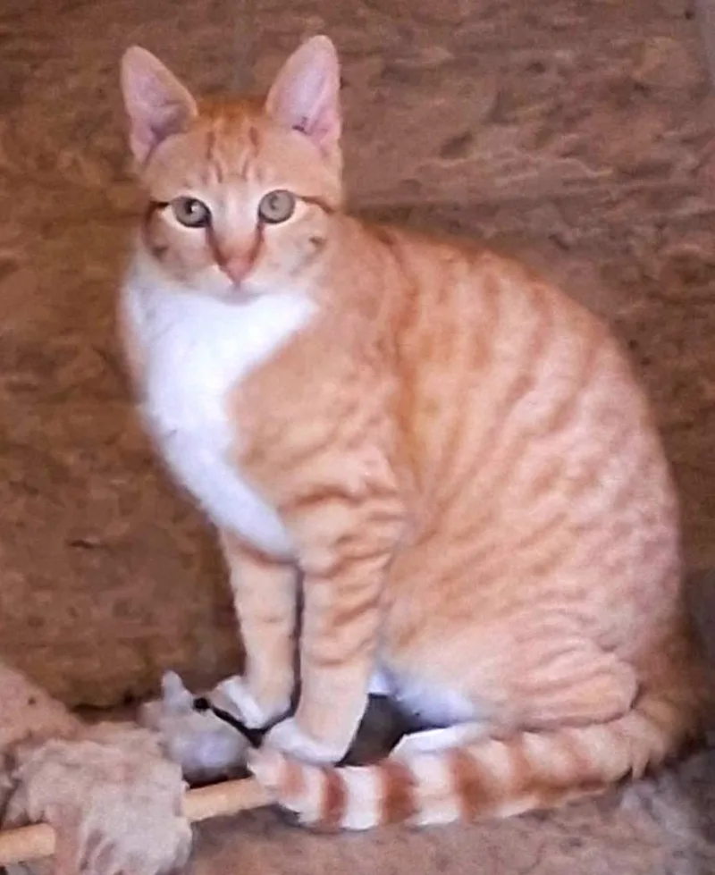 A baby medium-sized male Domestic Short Hair cat named Nathan for adoption in Rockford, IL