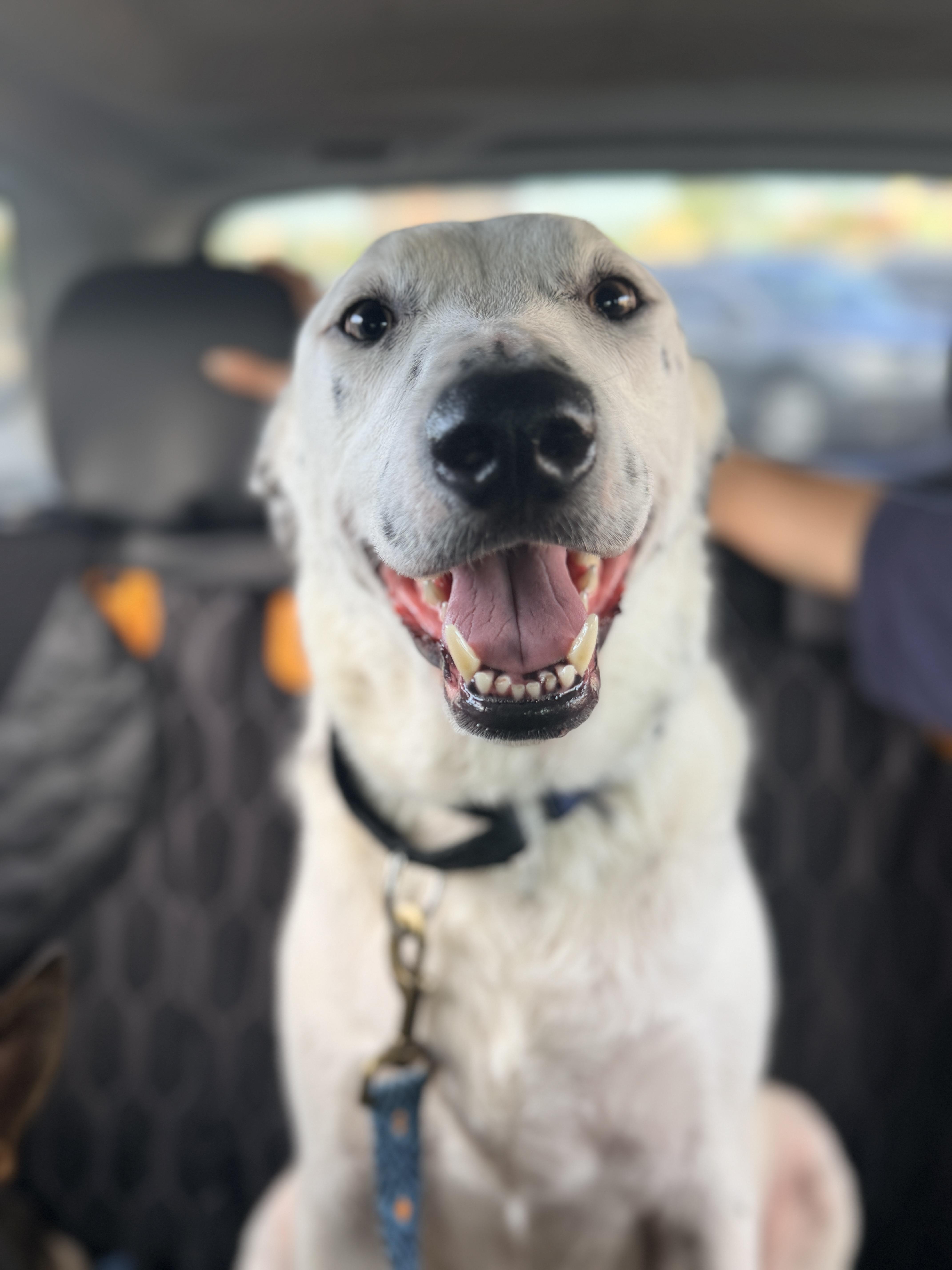 An adult large-sized male Dalmatian dog named Pongo for adoption in Wills Point, TX