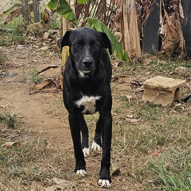 A young medium-sized male Black Labrador Retriever dog named Shadow for adoption in Isabela, PR