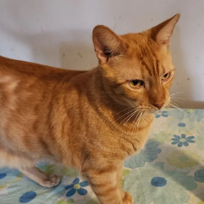 An adult extra large-sized male Orange & White Domestic Short Hair cat named Archie And Sammy for adoption in New Port Richey, FL