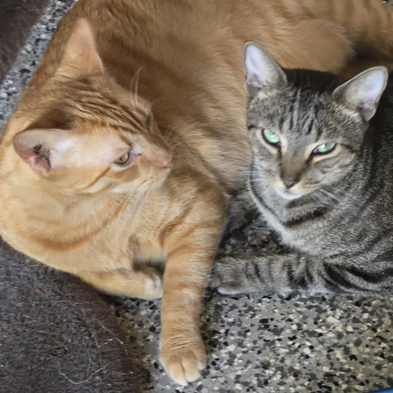 Archie And Sammy thumbnail 6