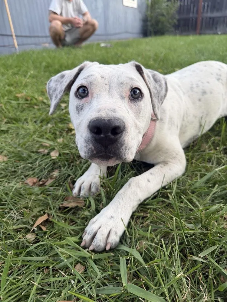 A young large-sized female White / Cream Boxer dog named Baby Girl for adoption in Aurora, CO