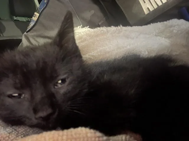 A baby small-sized female Domestic Short Hair cat named Pele for adoption in Louisville, KY