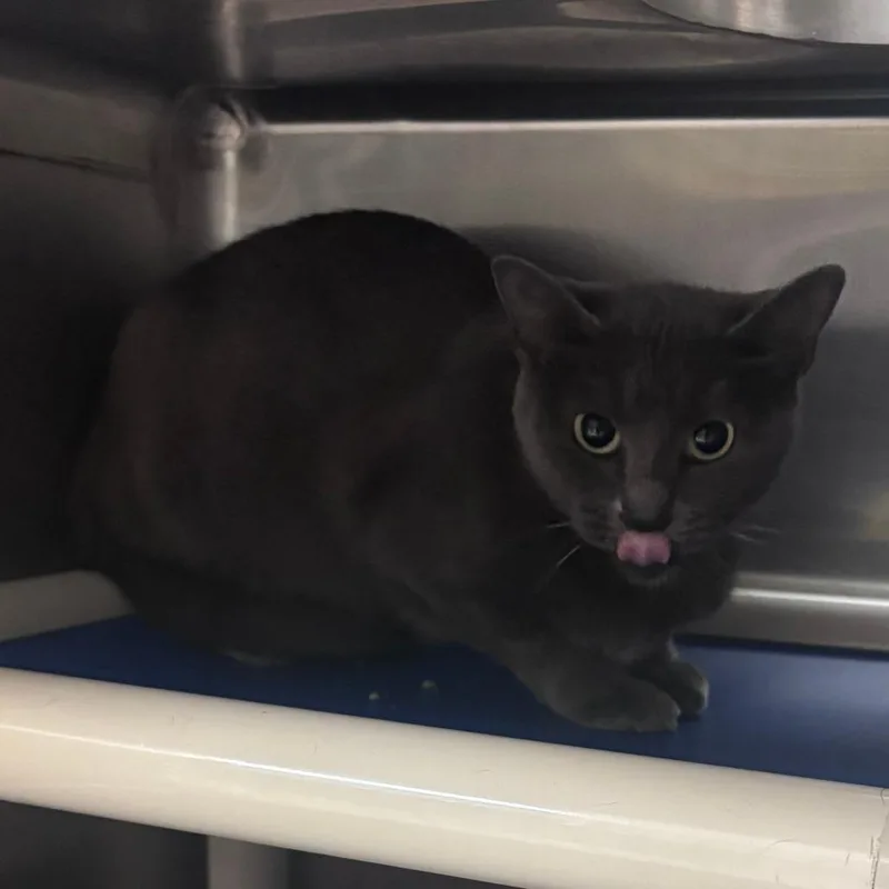 A young medium-sized female Gray / Blue / Silver Domestic Short Hair cat named Emma for adoption in Indianapolis, IN