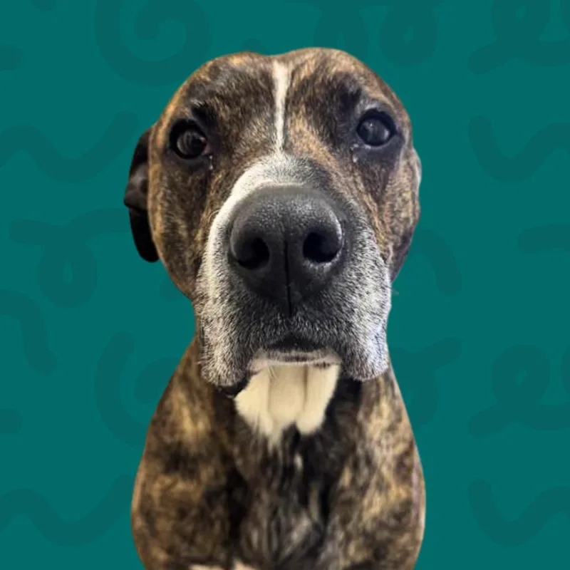 A senior medium-sized male Brindle Mastiff dog named Petr for adoption in Reno, NV