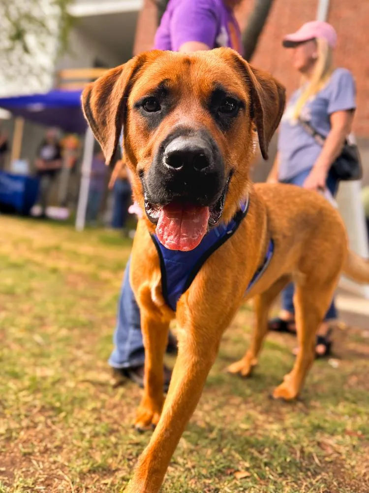 A young large-sized female Brown / Chocolate Rottweiler dog named Millie for adoption in Shawnee, OK