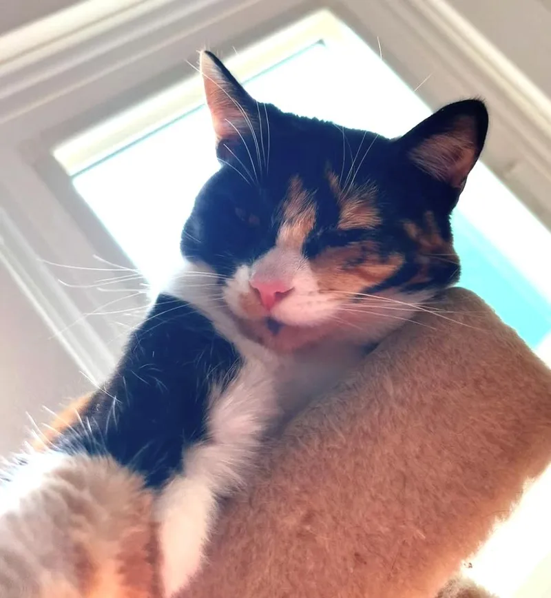 Cat Stevens thumbnail 2