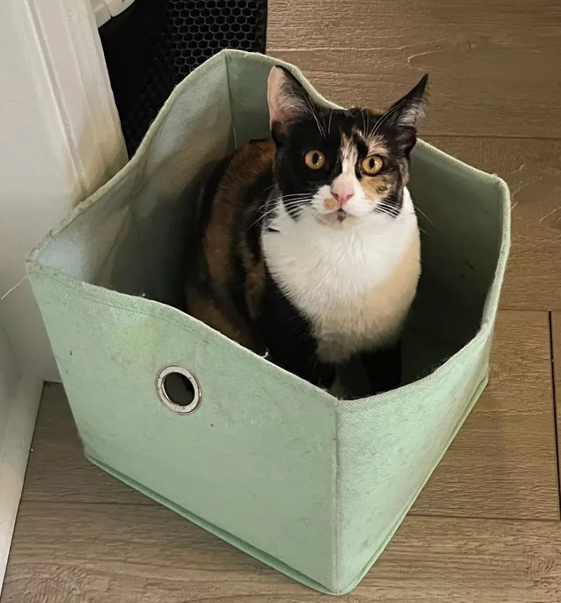 Cat Stevens thumbnail 3