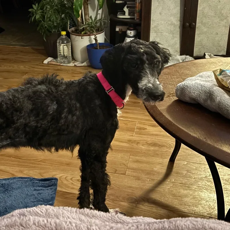 An adult small-sized female Black Standard Poodle dog named Xena for adoption in Baltimore, MD