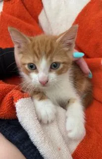 A baby small-sized male Domestic Short Hair cat named Mayo for adoption in Miami, FL