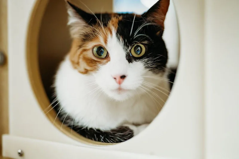 Callie