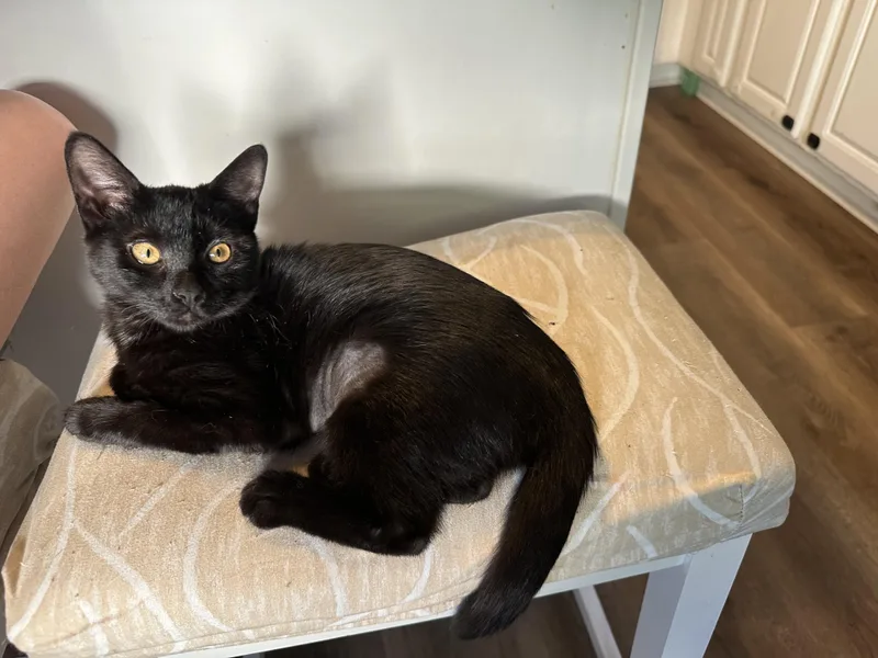 A baby medium-sized male Black Domestic Short Hair cat named Chilly Willy for adoption in Richmond, VA