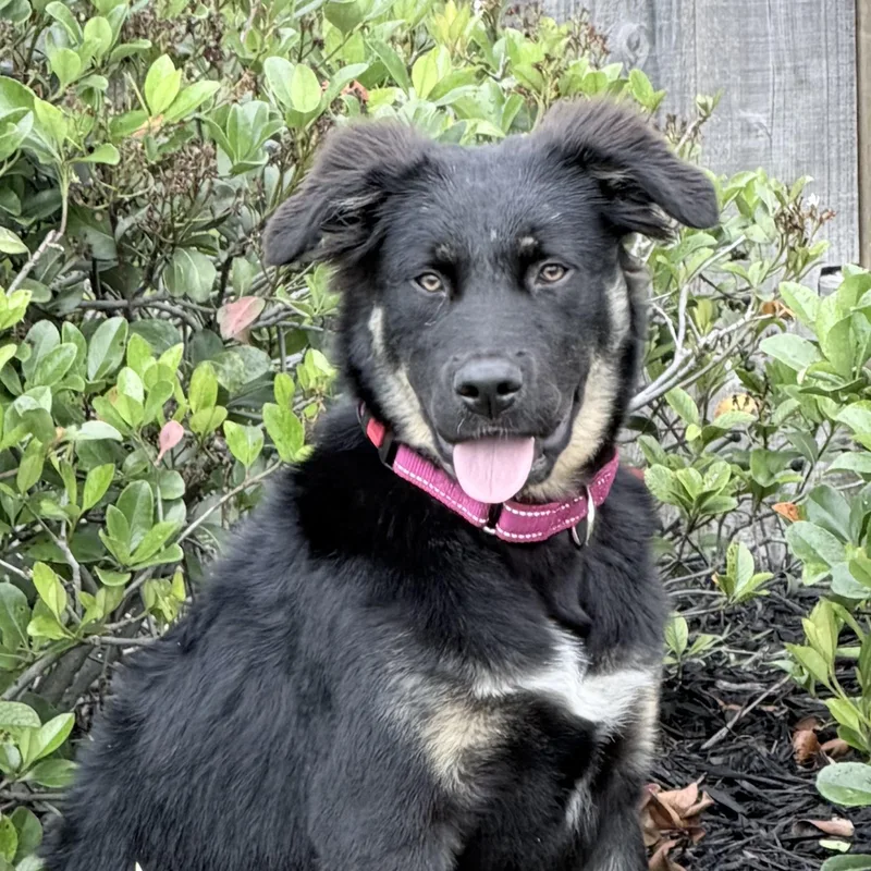 A baby large-sized female Black German Shepherd Dog dog named Reilly  Sweet As for adoption in Houston, TX