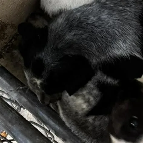 A baby small-sized female Black Australian Cattle Dog / Blue Heeler dog named Bonnie for adoption in Shinnston, WV