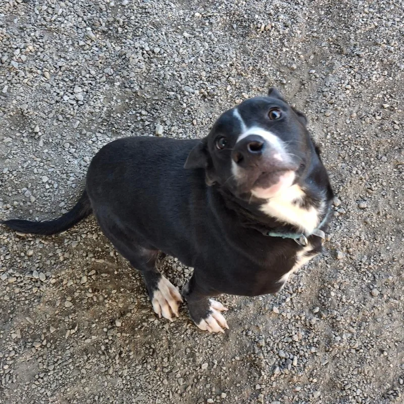 A young medium-sized male Black Mixed Breed dog named Stormy for adoption in Greenville, SC