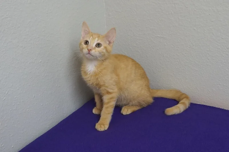 A baby small-sized male Domestic Short Hair cat named Mr. Sunshine for adoption in Fountain Hills, AZ