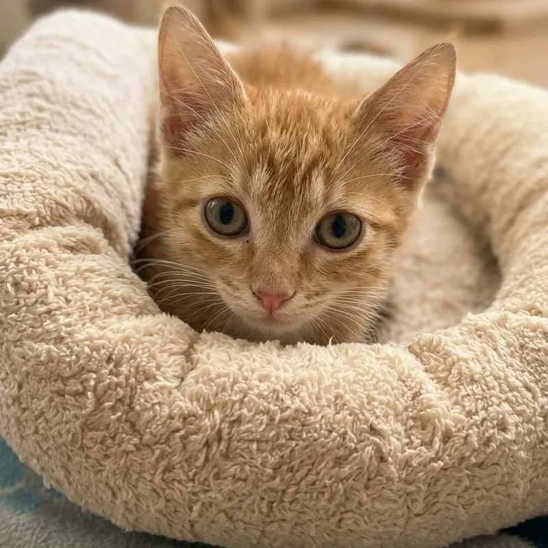 A baby medium-sized male Domestic Short Hair cat named Julius for adoption in Boca Raton, FL