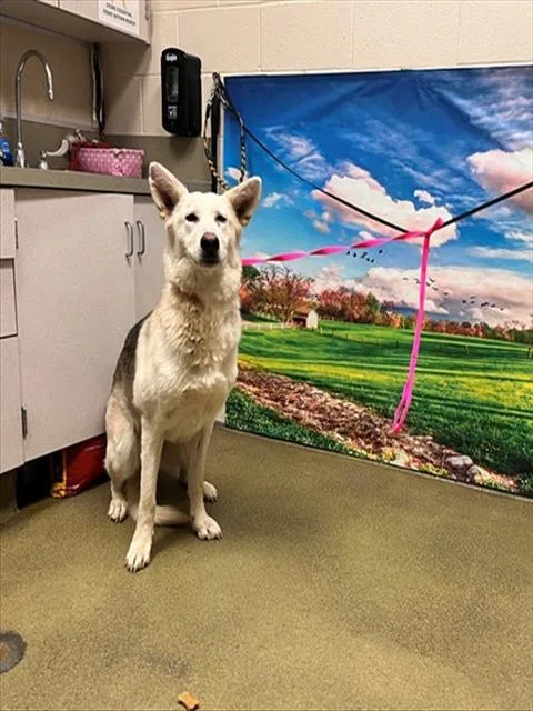 A young large-sized female Shepherd dog named Lady for adoption in Moreno Valley, CA