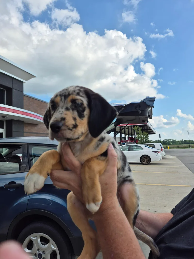 A baby medium-sized female Australian Cattle Dog / Blue Heeler dog named Chai for adoption in Byron, IL