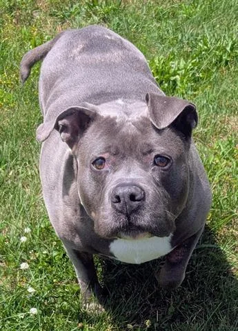 An adult medium-sized female Pit Bull Terrier dog named Gabby for adoption in Akron, OH