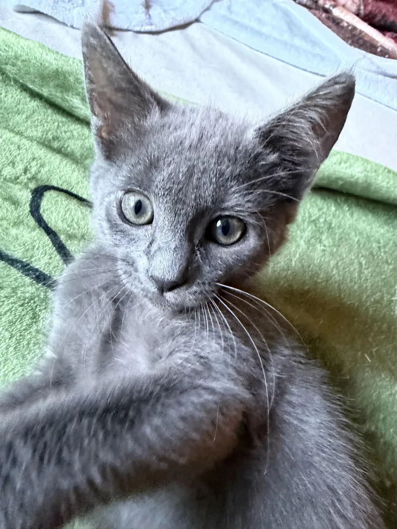 A young medium-sized female Gray / Blue / Silver Domestic Short Hair cat named Elizabeth for adoption in Redwood City, CA