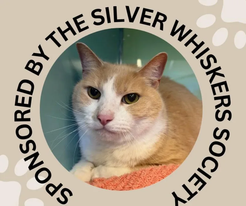 A senior large-sized male Domestic Short Hair cat named Colby for adoption in Santa Cruz, CA