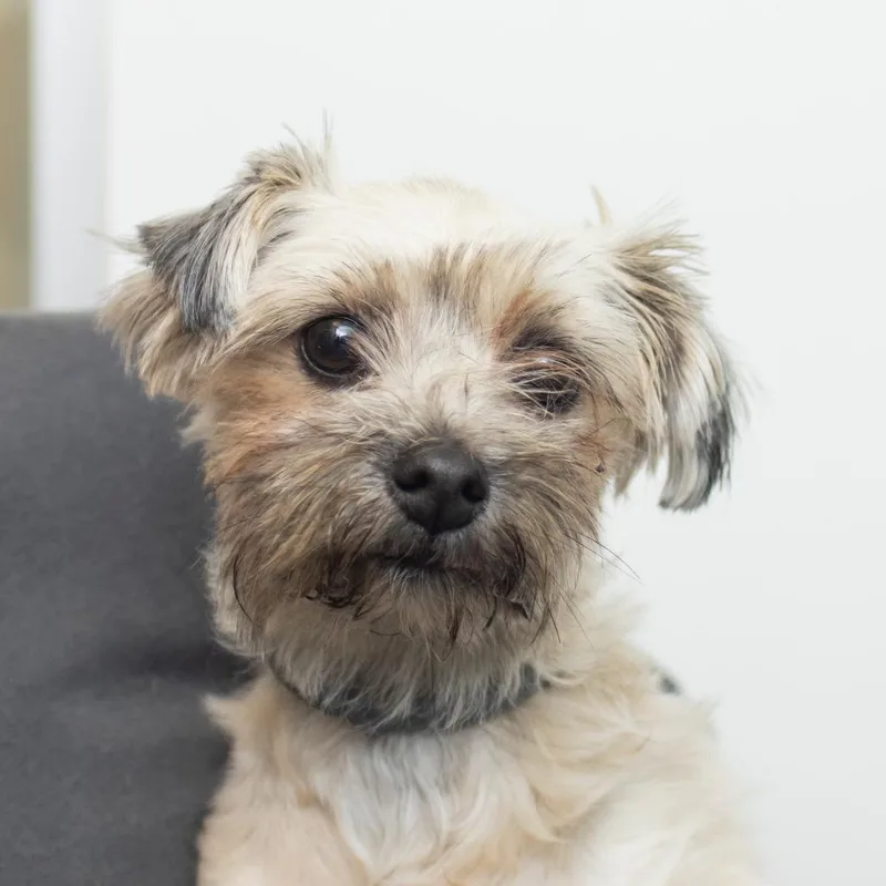 An adult small-sized female Apricot / Beige Mixed Breed dog named Mable for adoption in Middletown, RI