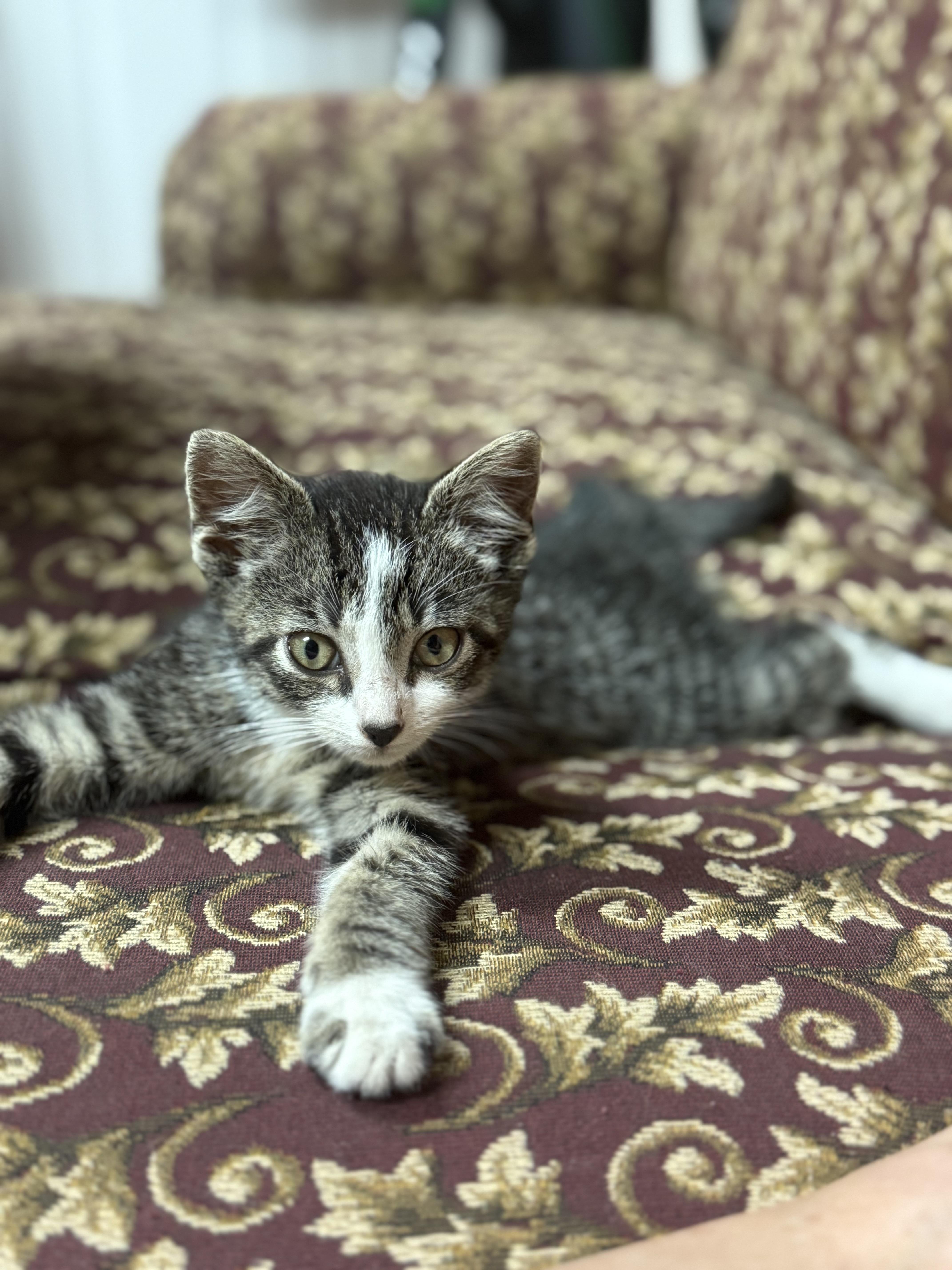 A baby medium-sized male Tabby (Gray / Blue / Silver) Domestic Short Hair cat named Bandit for adoption in Murray, KY