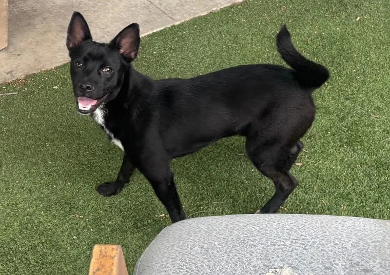 A young medium-sized male Black Chihuahua dog named Mikey for adoption in Van Nuys, CA