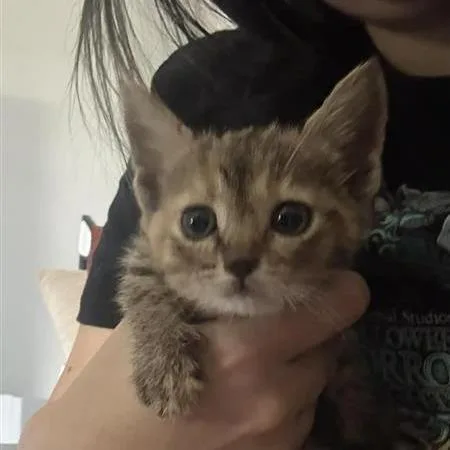 A baby small-sized female Torbie Domestic Short Hair cat named Elaine for adoption in Tempe, AZ