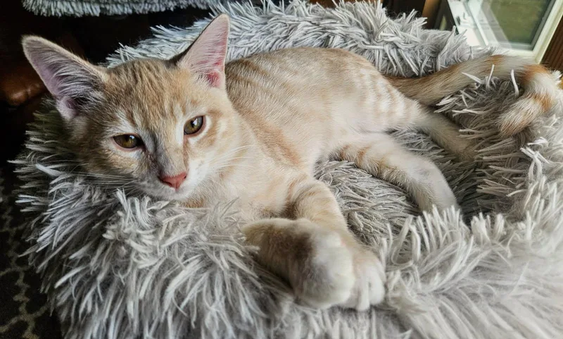 A baby medium-sized male Tabby (Orange / Red) Tabby cat named Sprite for adoption in Parkville, MO