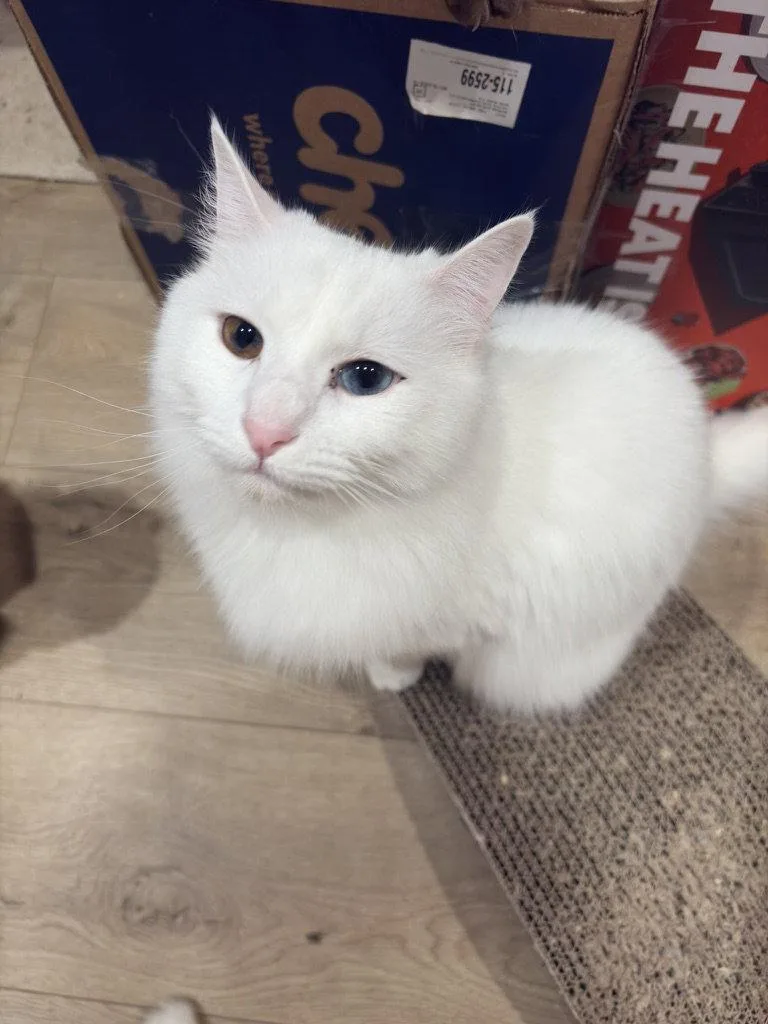 An adult medium-sized female White Turkish Angora cat named McFlurry for adoption in San Jose, CA