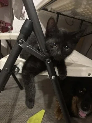 Panther $