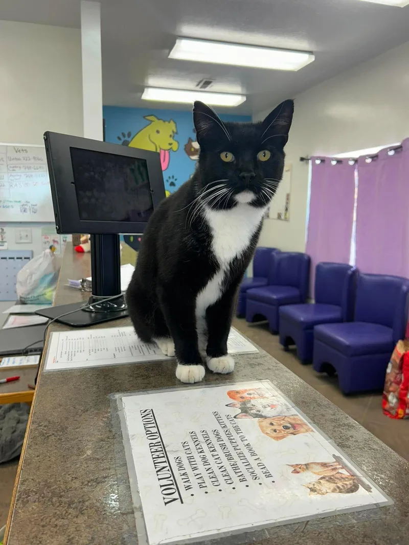 An adult large-sized male Black & White / Tuxedo Domestic Short Hair cat named Ruppert for adoption in Roosevelt, UT