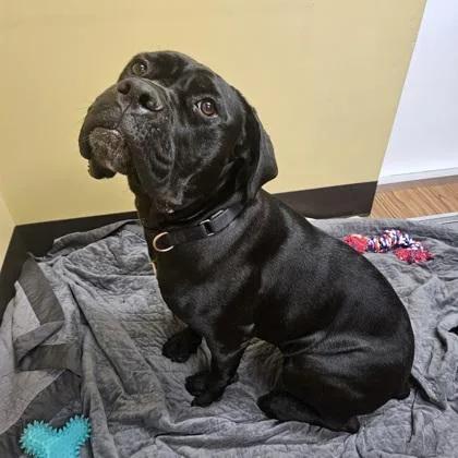 An adult extra large-sized female Cane Corso dog named Sevika for adoption in Merriam, KS