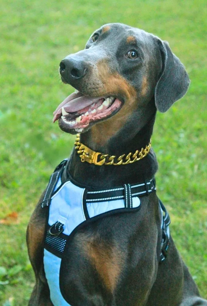 Koa