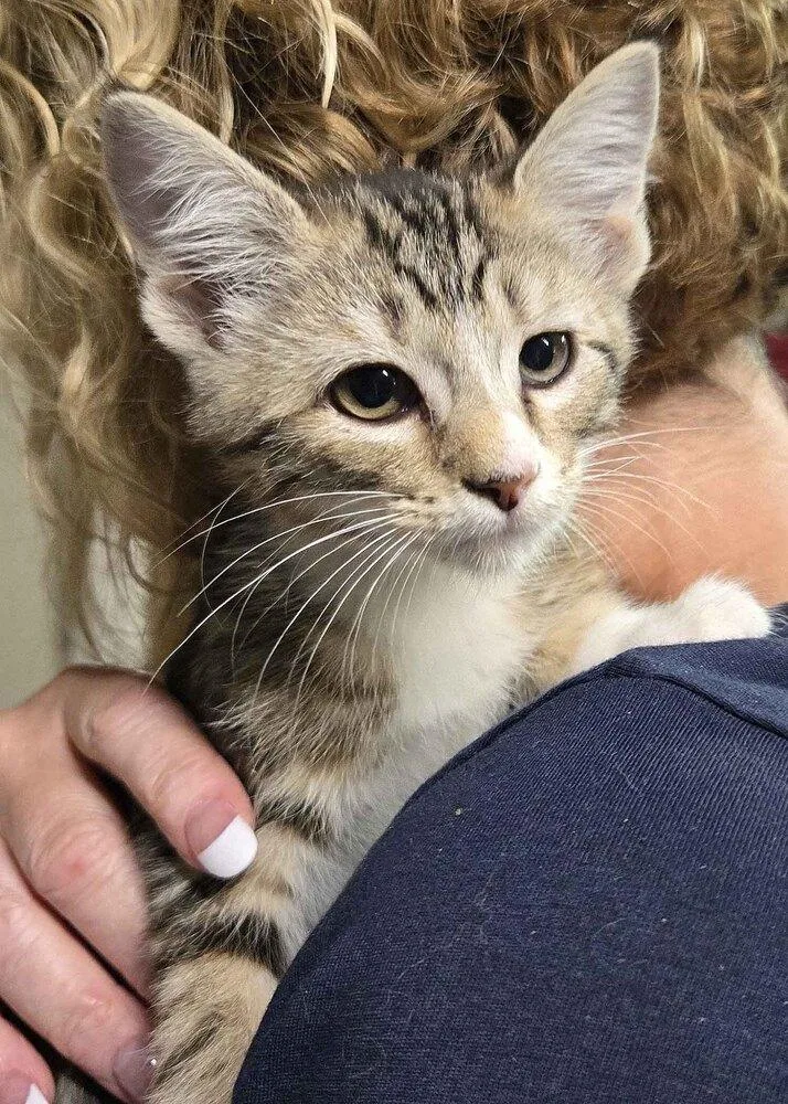 A baby small-sized female Domestic Long Hair cat named Ramona for adoption in Broomfield, CO