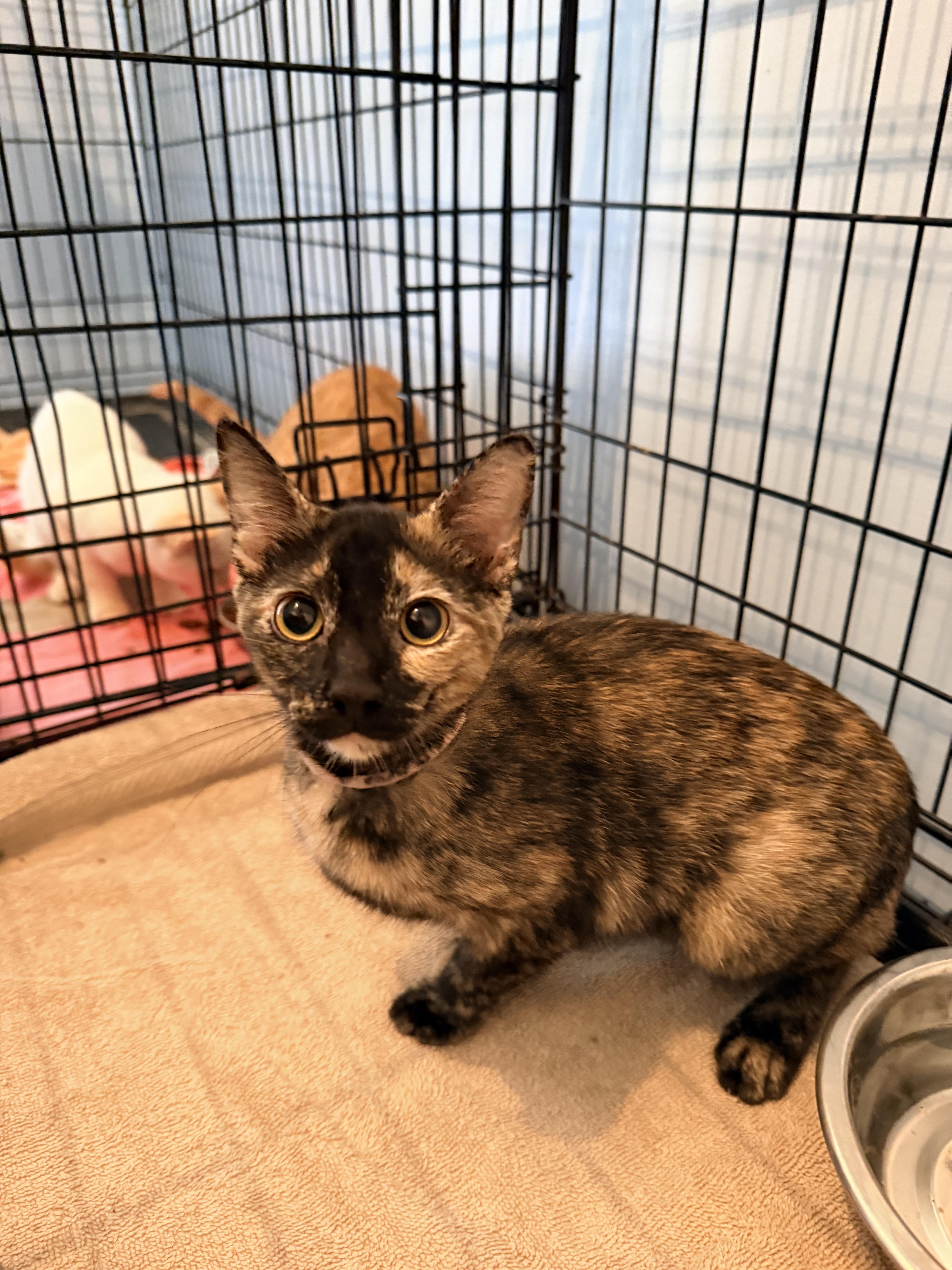 A baby small-sized female Calico cat named Lunna for adoption in Shrewsbury, MA