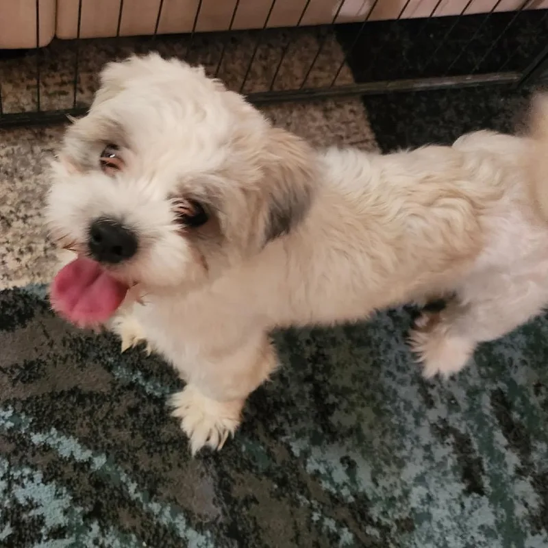 A young small-sized male White / Cream Terrier dog named Slade for adoption in Las Vegas, NV