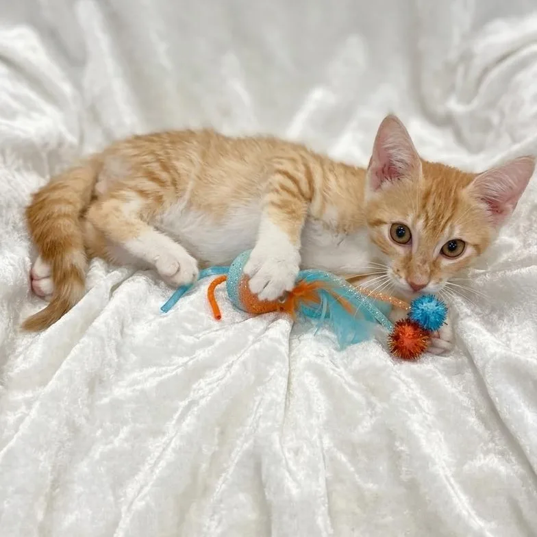 A baby medium-sized male Domestic Short Hair cat named Bodhi for adoption in Miami, FL