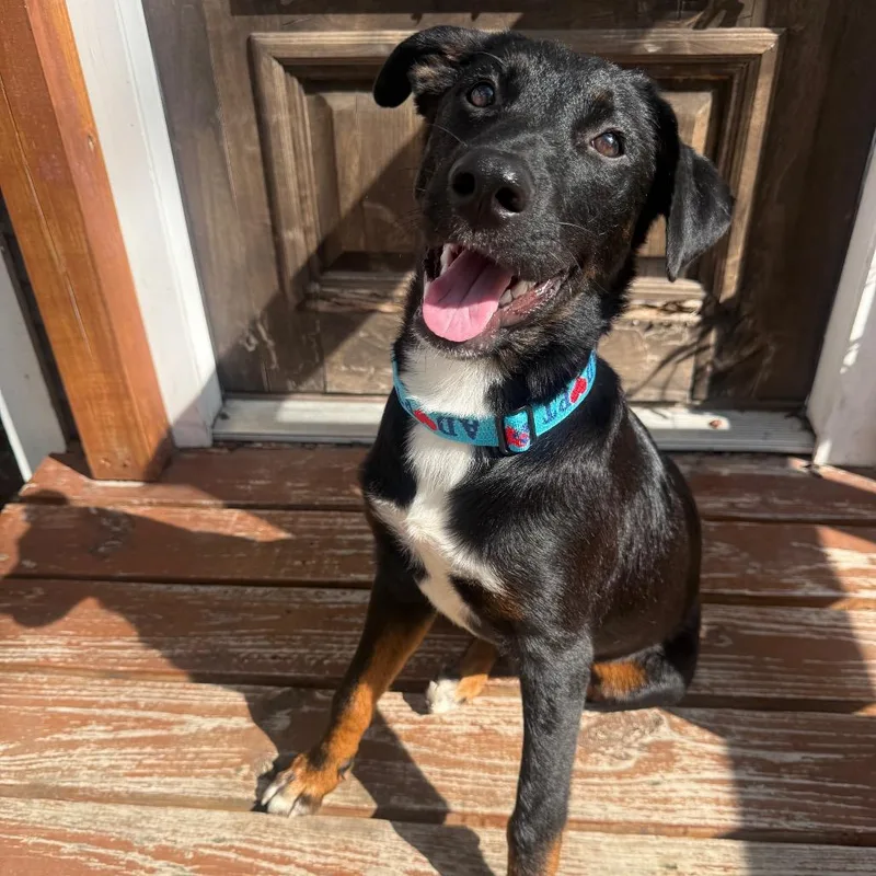 A young medium-sized female Black Flat-Coated Retriever dog named Tagalong for adoption in San Antonio, TX