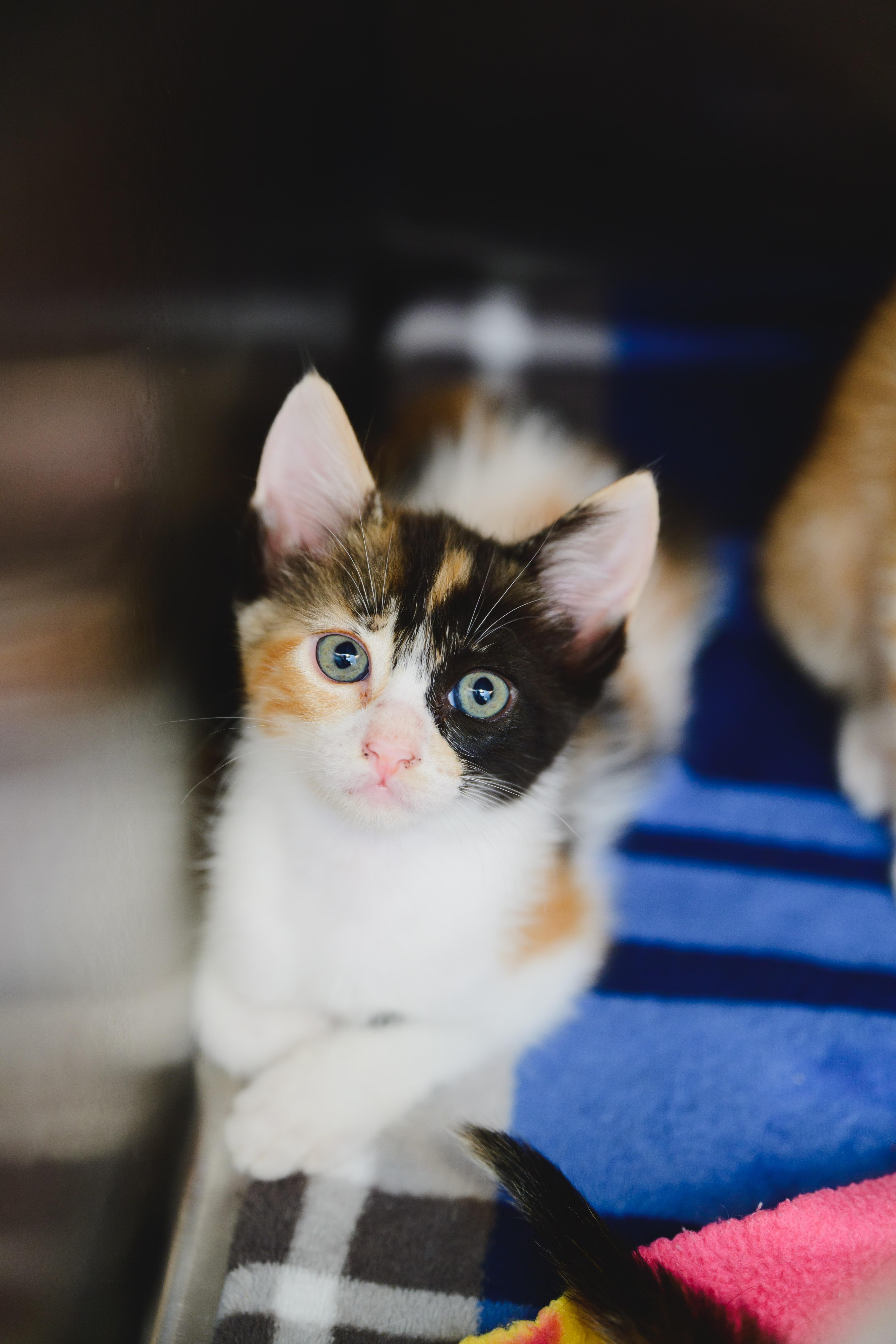 A baby small-sized female Domestic Short Hair cat named Pop for adoption in Honolulu, HI